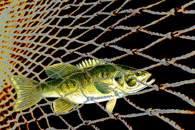 fishnet